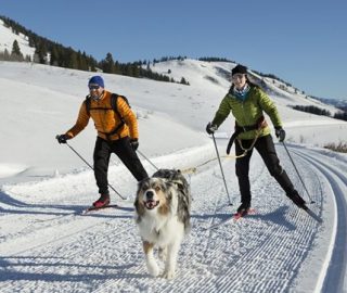 A couple and there dog skijoring in the western United States.